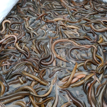 鲜活黄鳝苗鳗鱼苗淡水鱼苗清道夫鱼苗批发市场