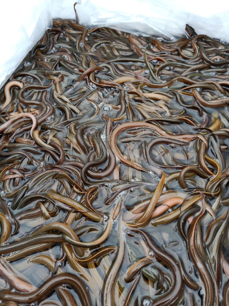鲜活黄鳝苗鳗鱼苗淡水鱼苗清道夫鱼苗批发市场