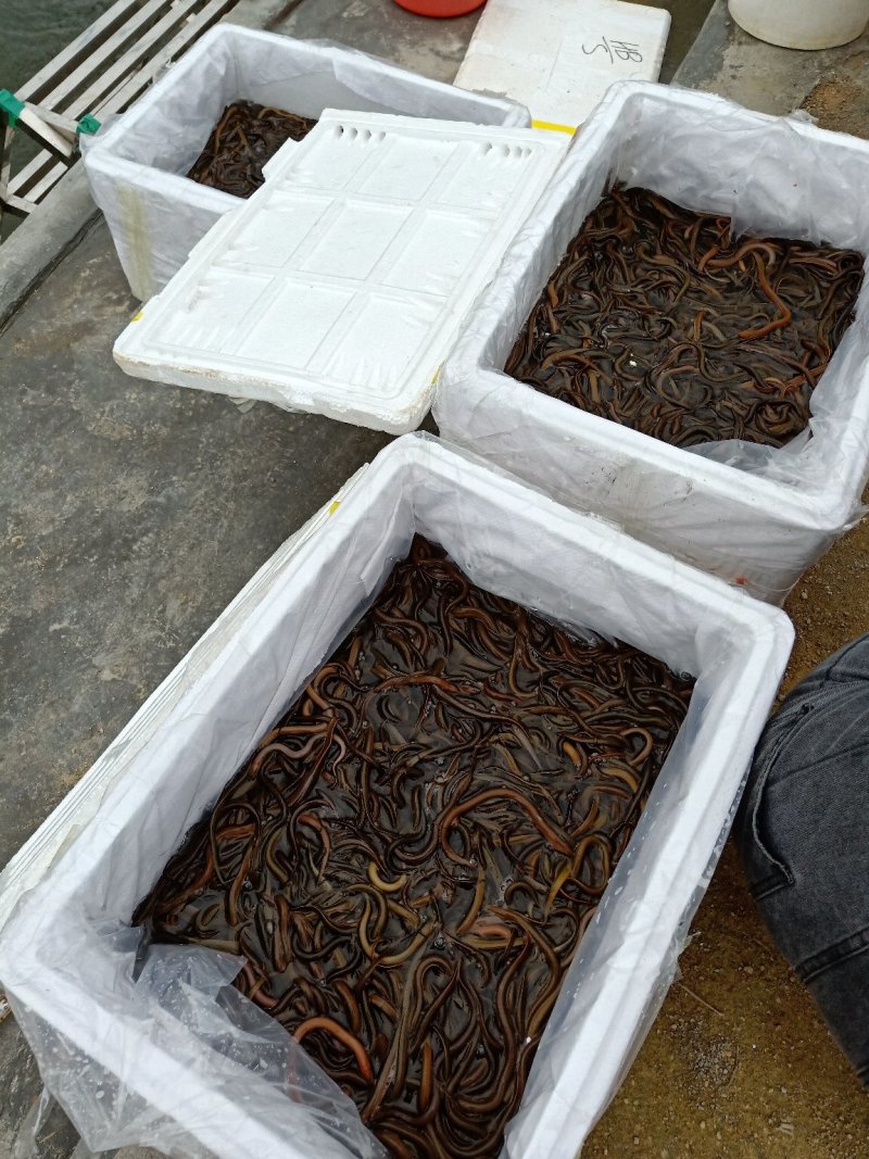 鲜活黄鳝苗鳗鱼苗淡水鱼苗清道夫鱼苗批发市场