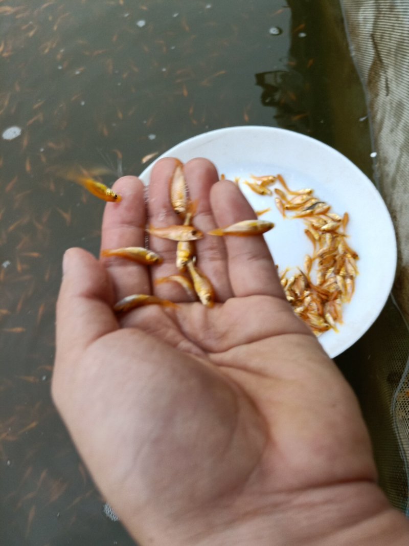 观赏鱼苗活体锦鲤鱼苗荷花鲤鱼苗鲤鱼苗日本锦鲤鱼苗