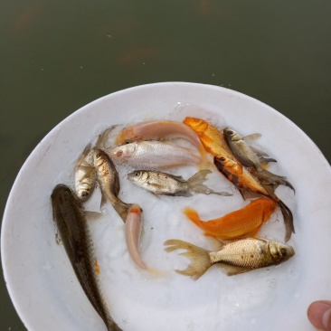 观赏鱼苗活体锦鲤鱼苗荷花鲤鱼苗鲤鱼苗日本锦鲤鱼苗