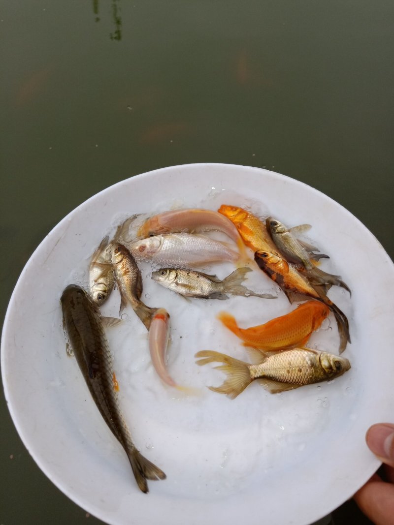 观赏鱼苗活体锦鲤鱼苗荷花鲤鱼苗鲤鱼苗日本锦鲤鱼苗