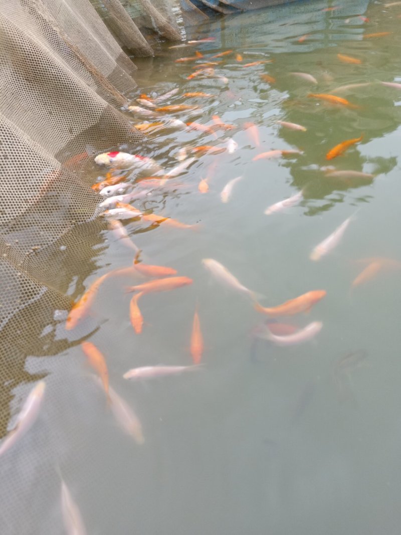 观赏鱼苗活体锦鲤鱼苗荷花鲤鱼苗鲤鱼苗日本锦鲤鱼苗