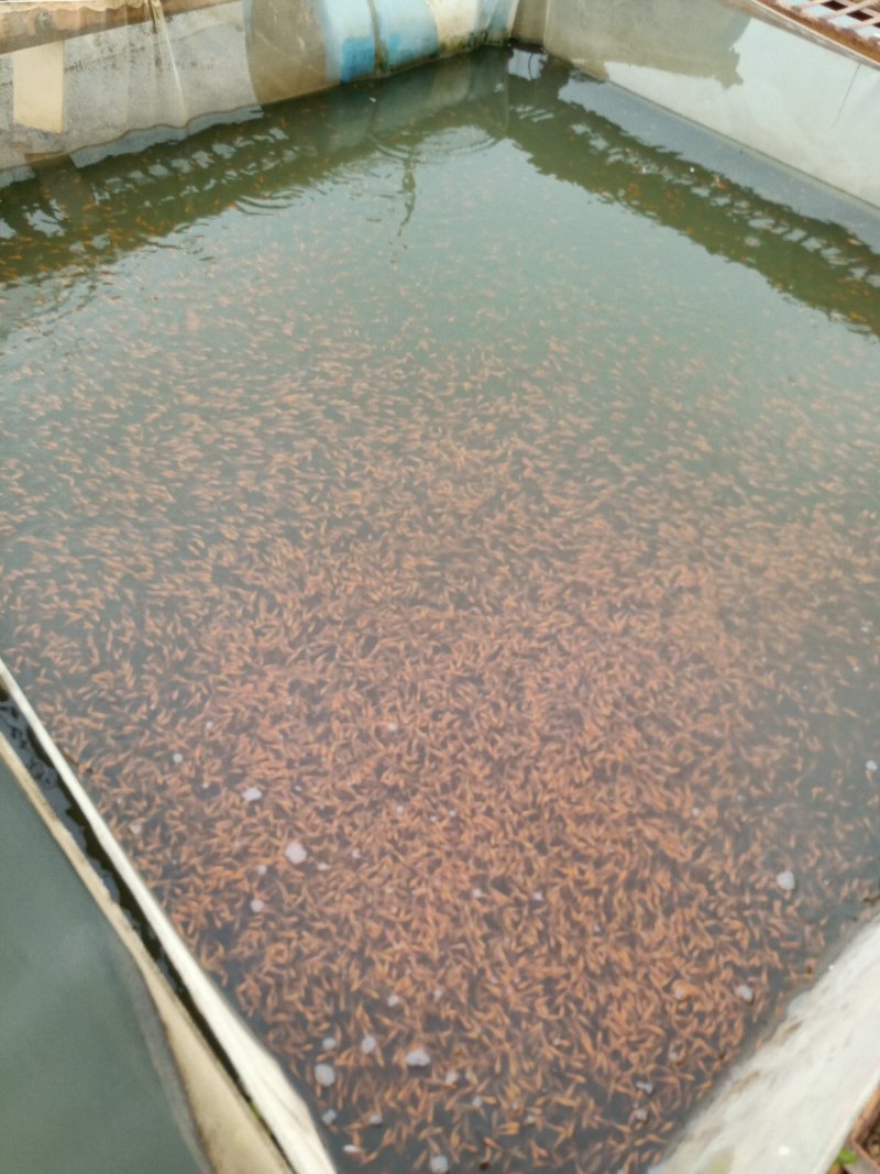观赏鱼苗活体锦鲤鱼苗荷花鲤鱼苗鲤鱼苗日本锦鲤鱼苗