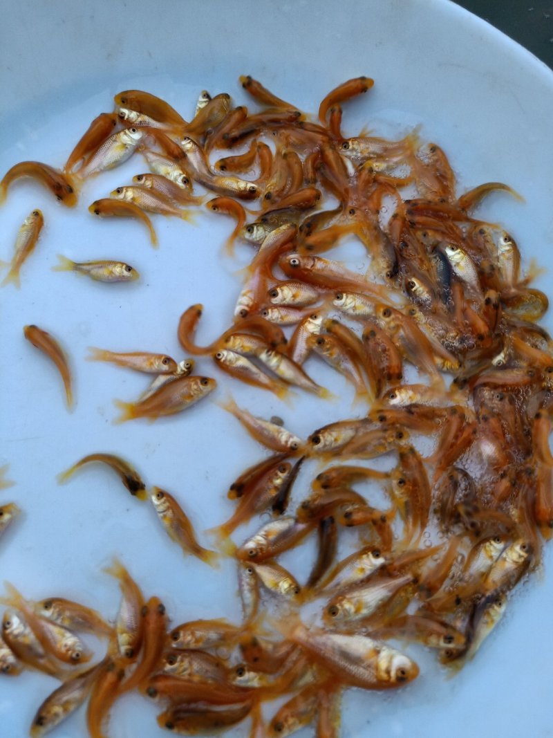 观赏鱼苗活体锦鲤鱼苗荷花鲤鱼苗鲤鱼苗日本锦鲤鱼苗