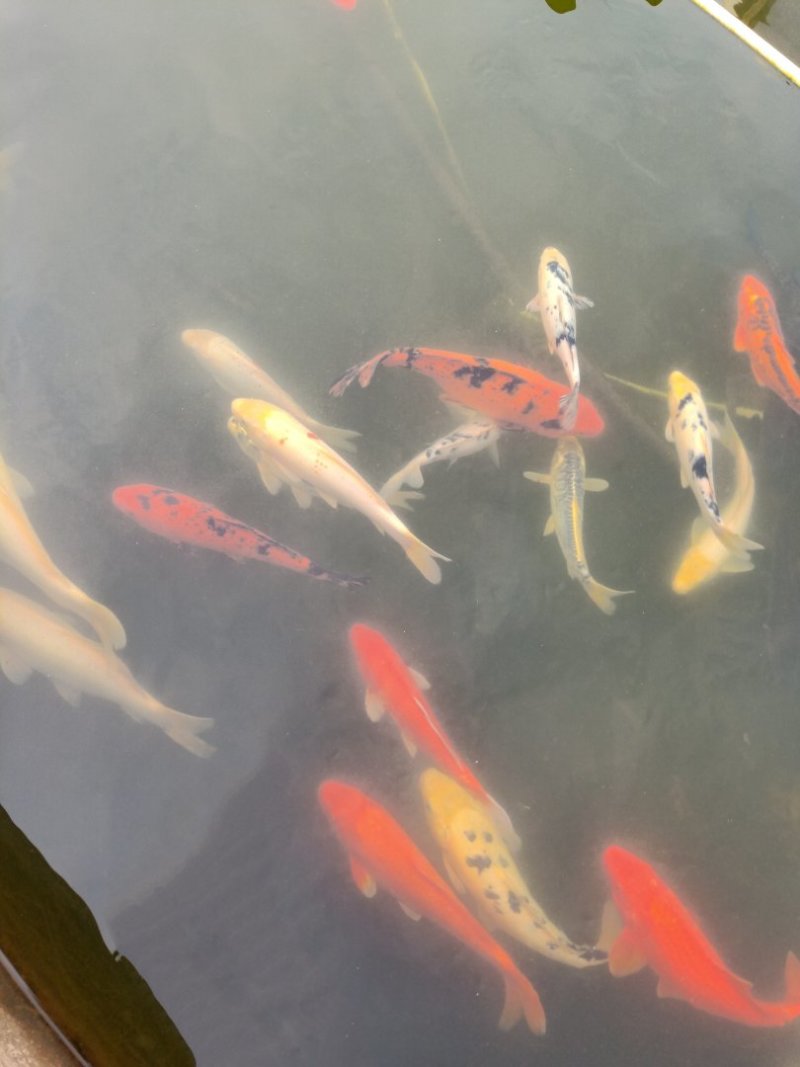 观赏鱼苗活体锦鲤鱼苗荷花鲤鱼苗鲤鱼苗日本锦鲤鱼苗