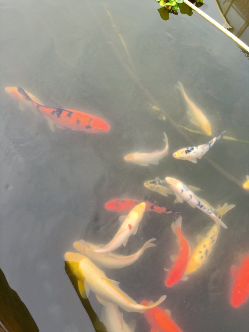 观赏鱼苗活体锦鲤鱼苗荷花鲤鱼苗鲤鱼苗日本锦鲤鱼苗