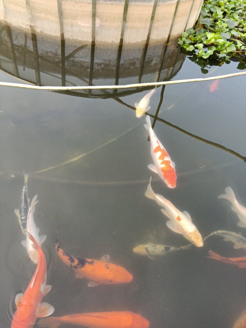 观赏鱼苗活体锦鲤鱼苗荷花鲤鱼苗鲤鱼苗日本锦鲤鱼苗