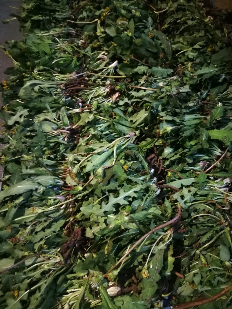 蒲公英6~10cm