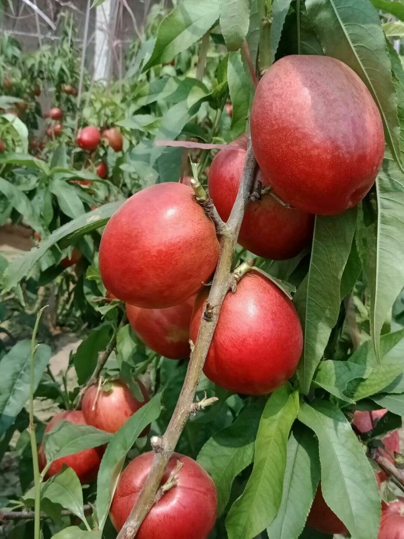 油桃中油4号油桃供应中
