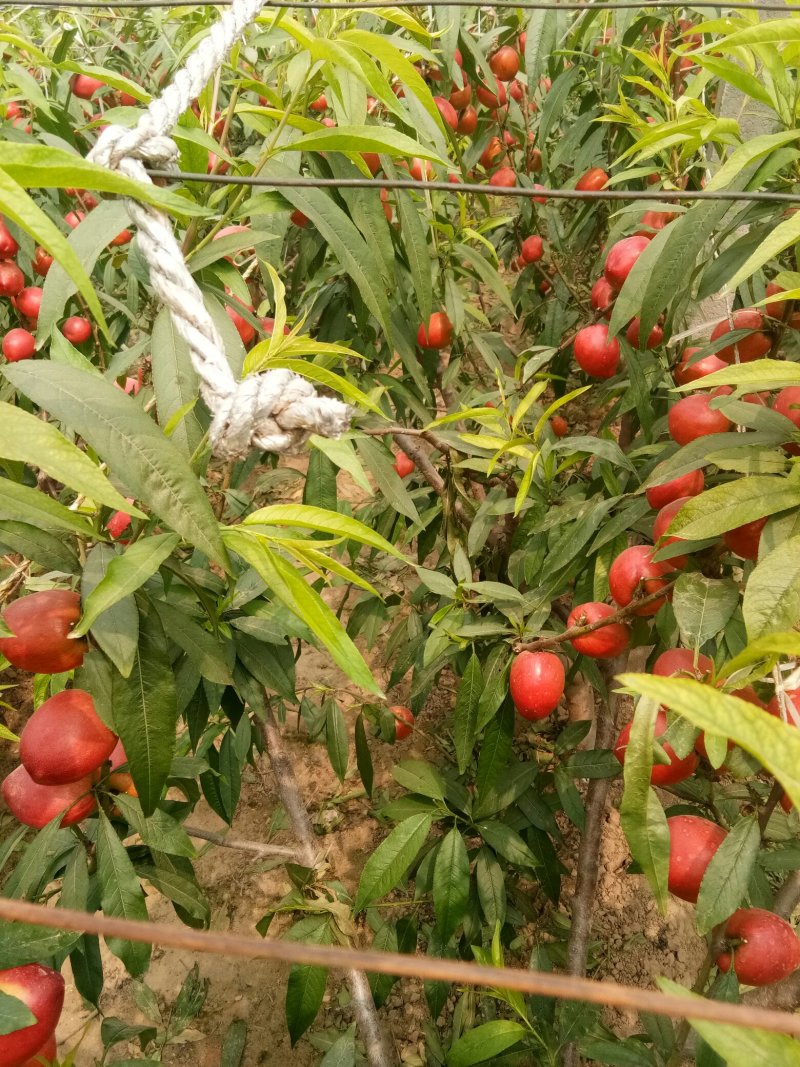 油桃中油4号油桃供应中