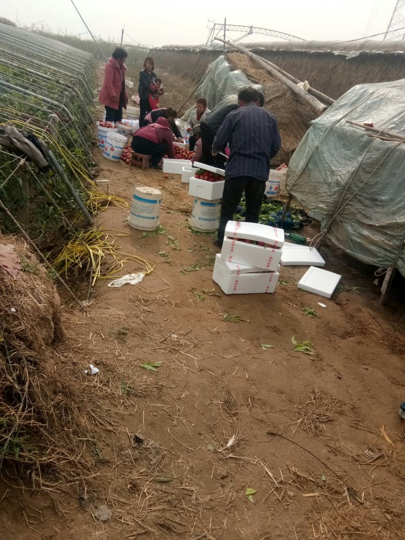 油桃中油4号油桃供应中