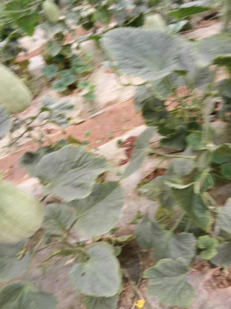 高石脆瓜