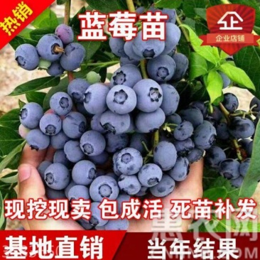 喜来蓝莓苗品种齐全品种保证平邑直销包邮