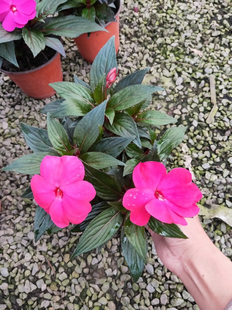 凤仙花