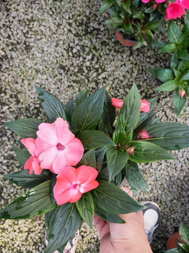 凤仙花