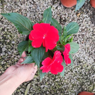 凤仙花