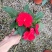 凤仙花