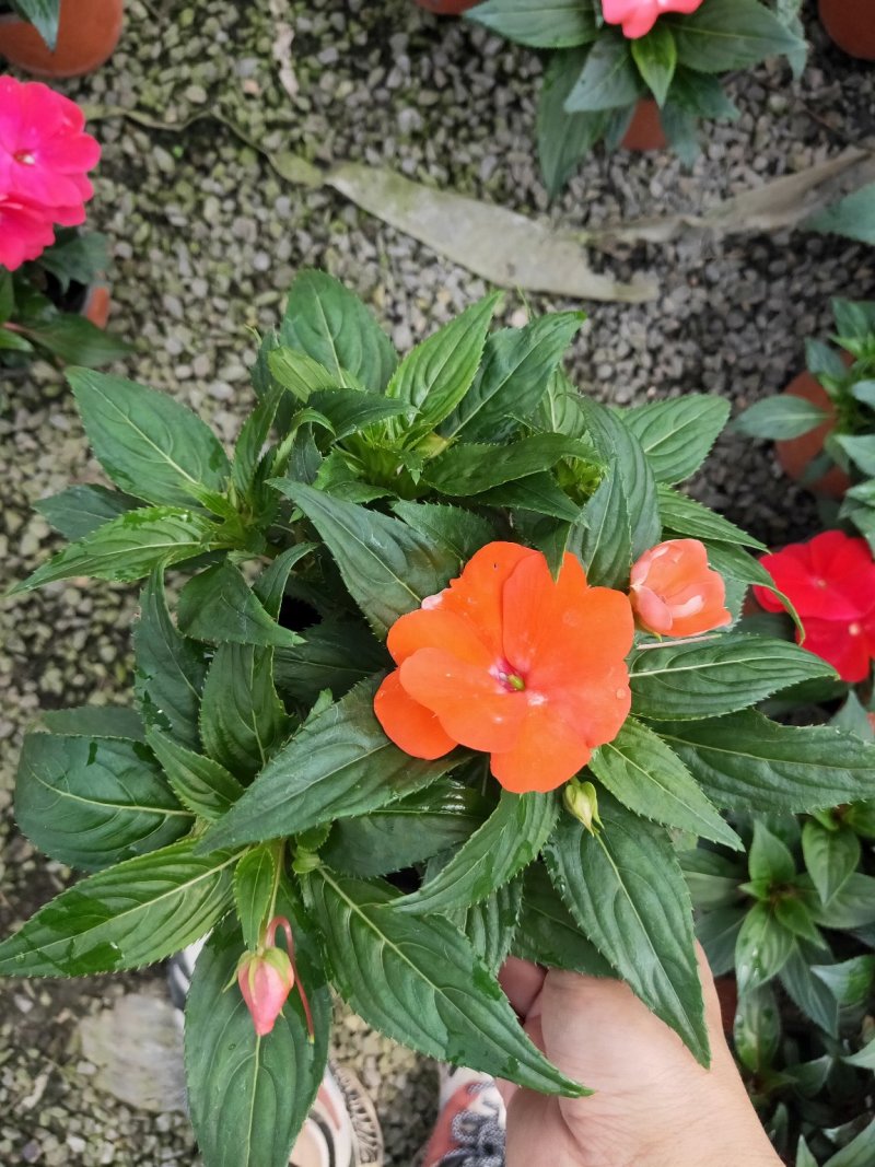 凤仙花