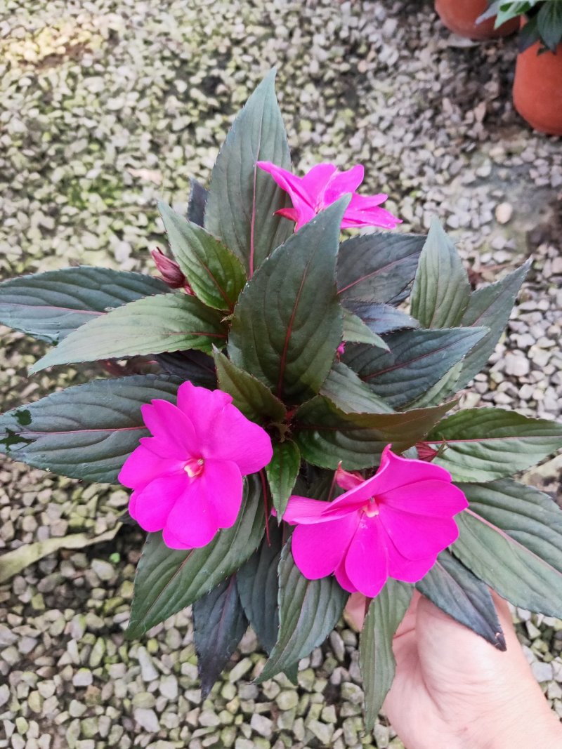 凤仙花