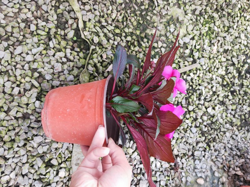 凤仙花