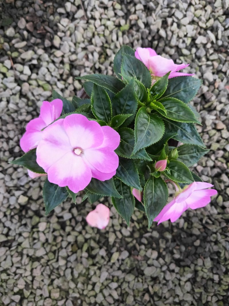 凤仙花