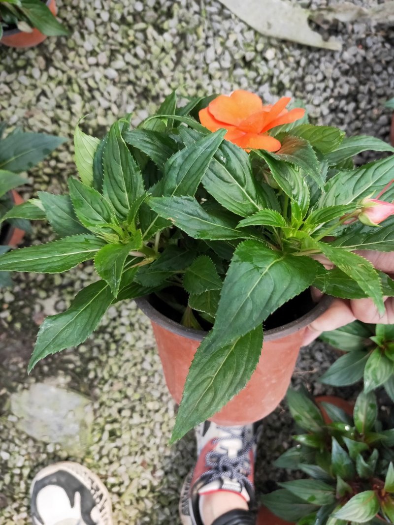 凤仙花