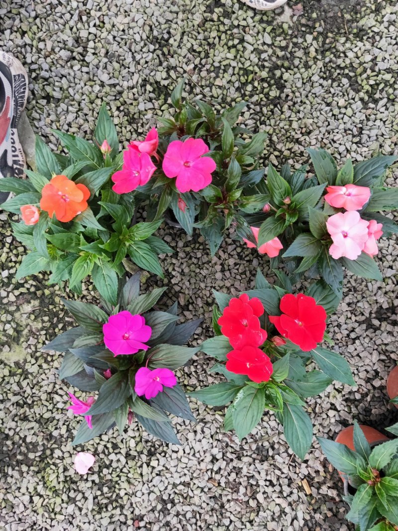 凤仙花