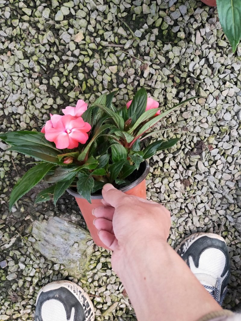 凤仙花