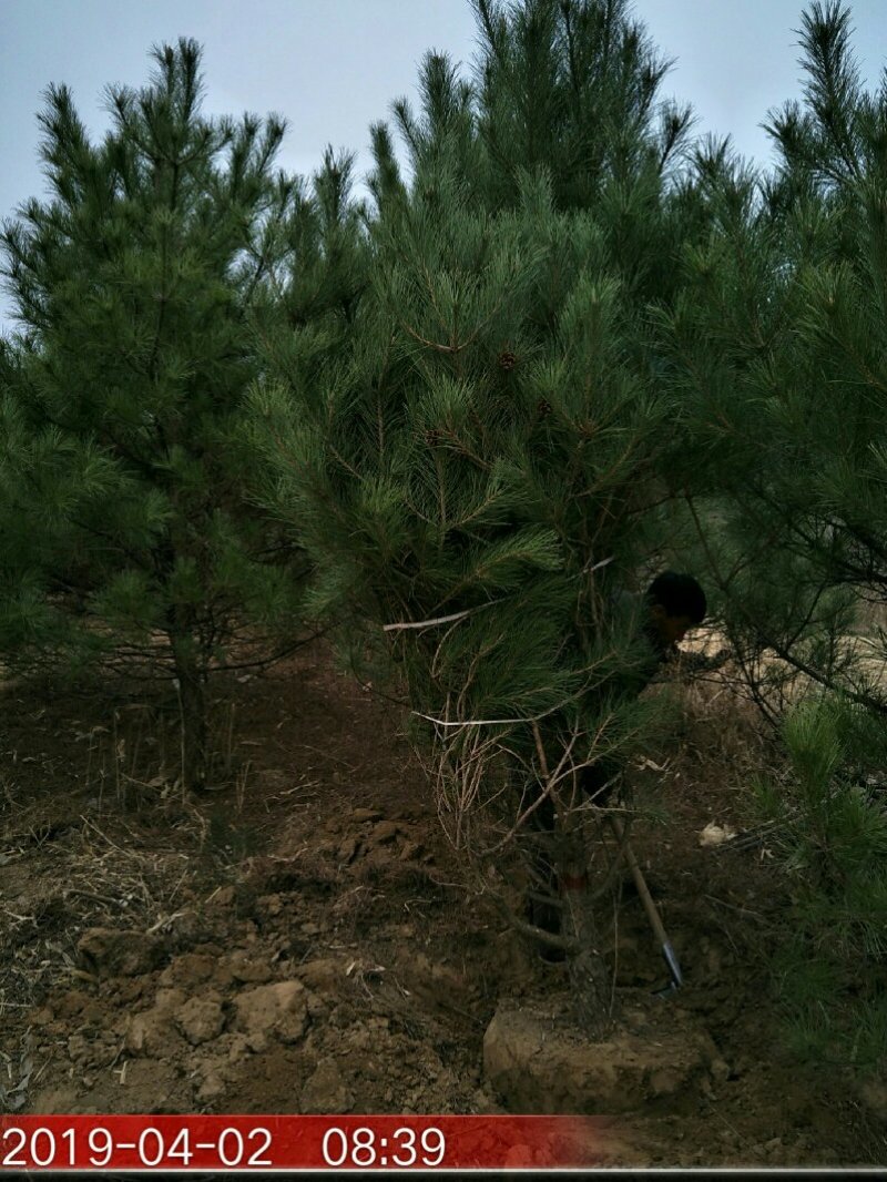 油松1～5米产地直供