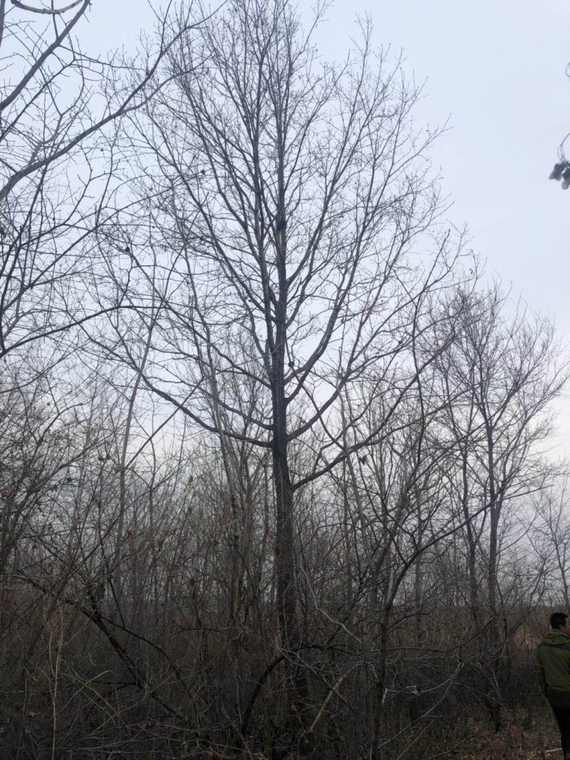 辽宁吉林黑龙江野生独杆蒙古栎大树柞树新开山场手续齐全