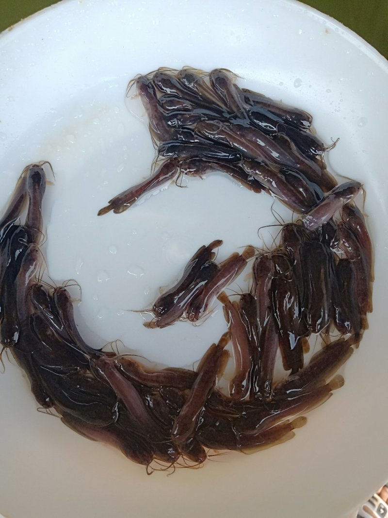 《全国发货》皇妃一代塘鲺鱼苗，胡子鲶苗，三黄塘角鱼苗