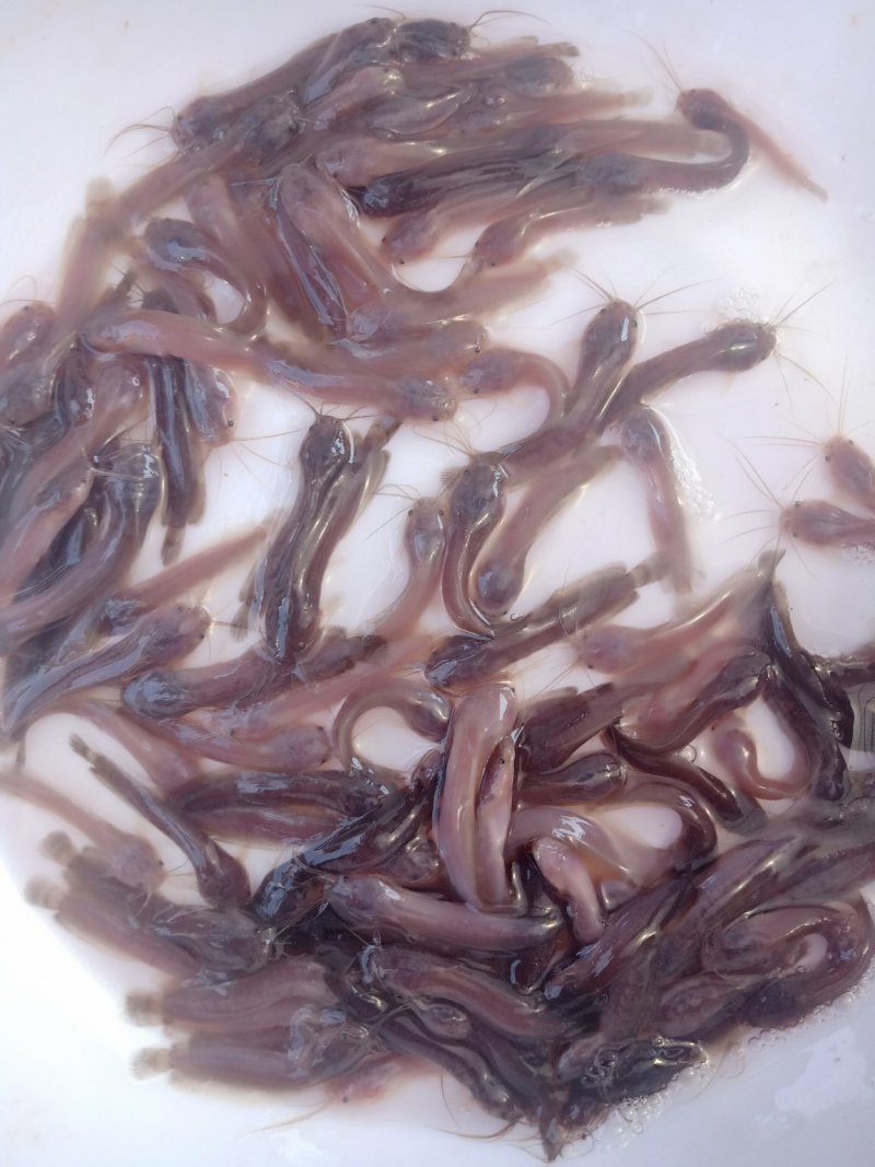 《全国发货》皇妃一代塘鲺鱼苗，胡子鲶苗，三黄塘角鱼苗