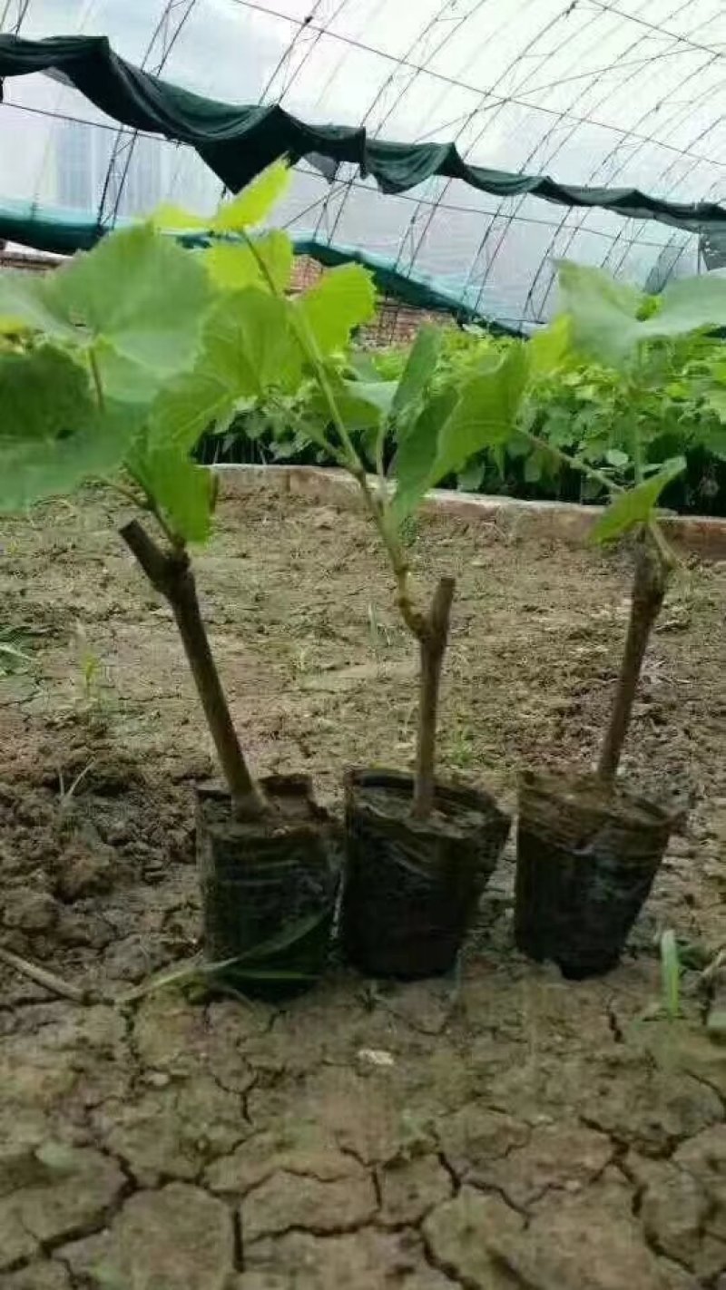 营养袋葡萄苗