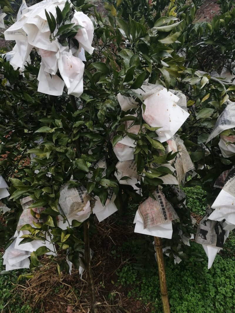 柑橘枝条大雅1号枝条产地直销一手货源量大货优