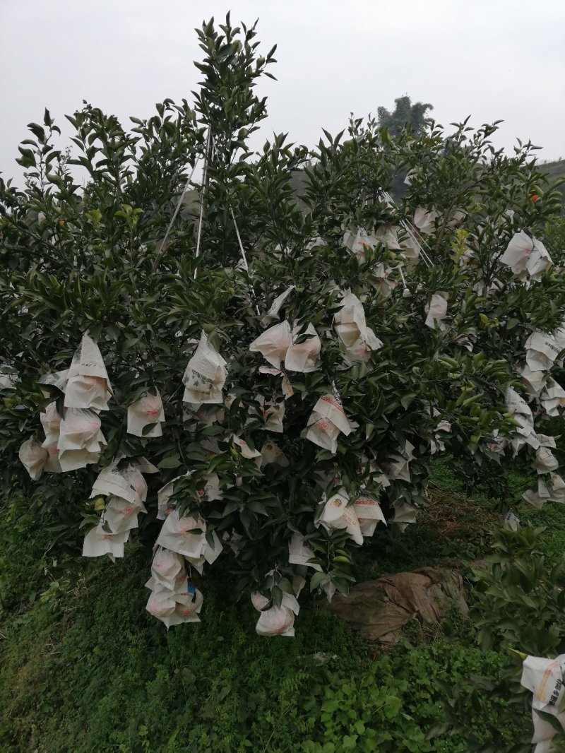 柑橘枝条大雅1号枝条产地直销一手货源量大货优
