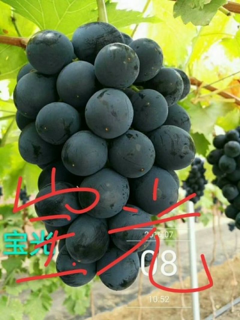 营养袋葡萄苗