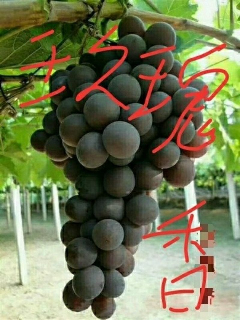 营养袋葡萄苗