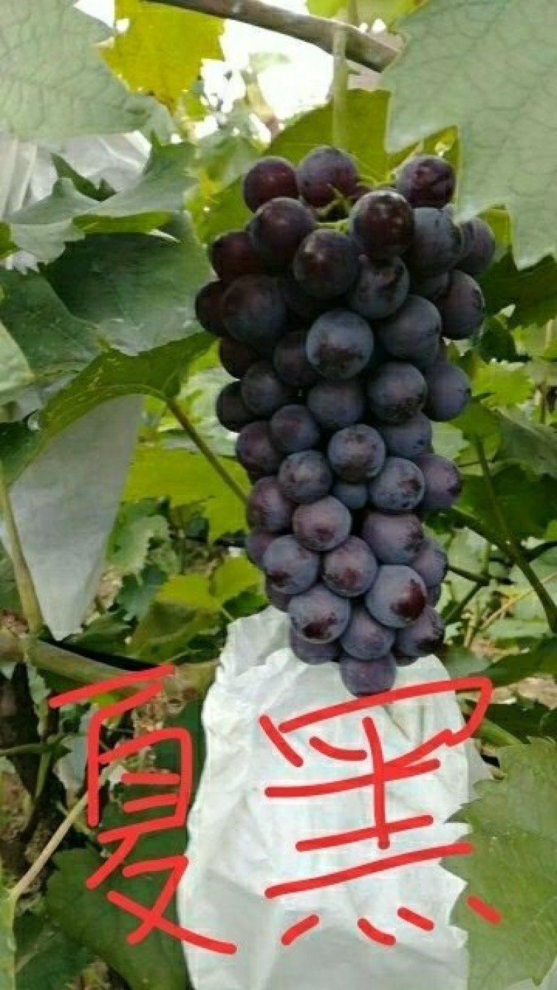 营养袋葡萄苗
