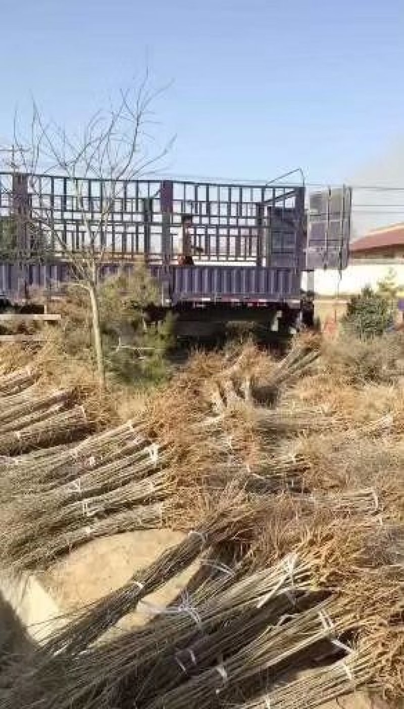 红枸杞苗，7号红枸苗红枸杞苗私发
