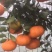 甘平枝条(产地直供)品质好保成活一手货源量大从优