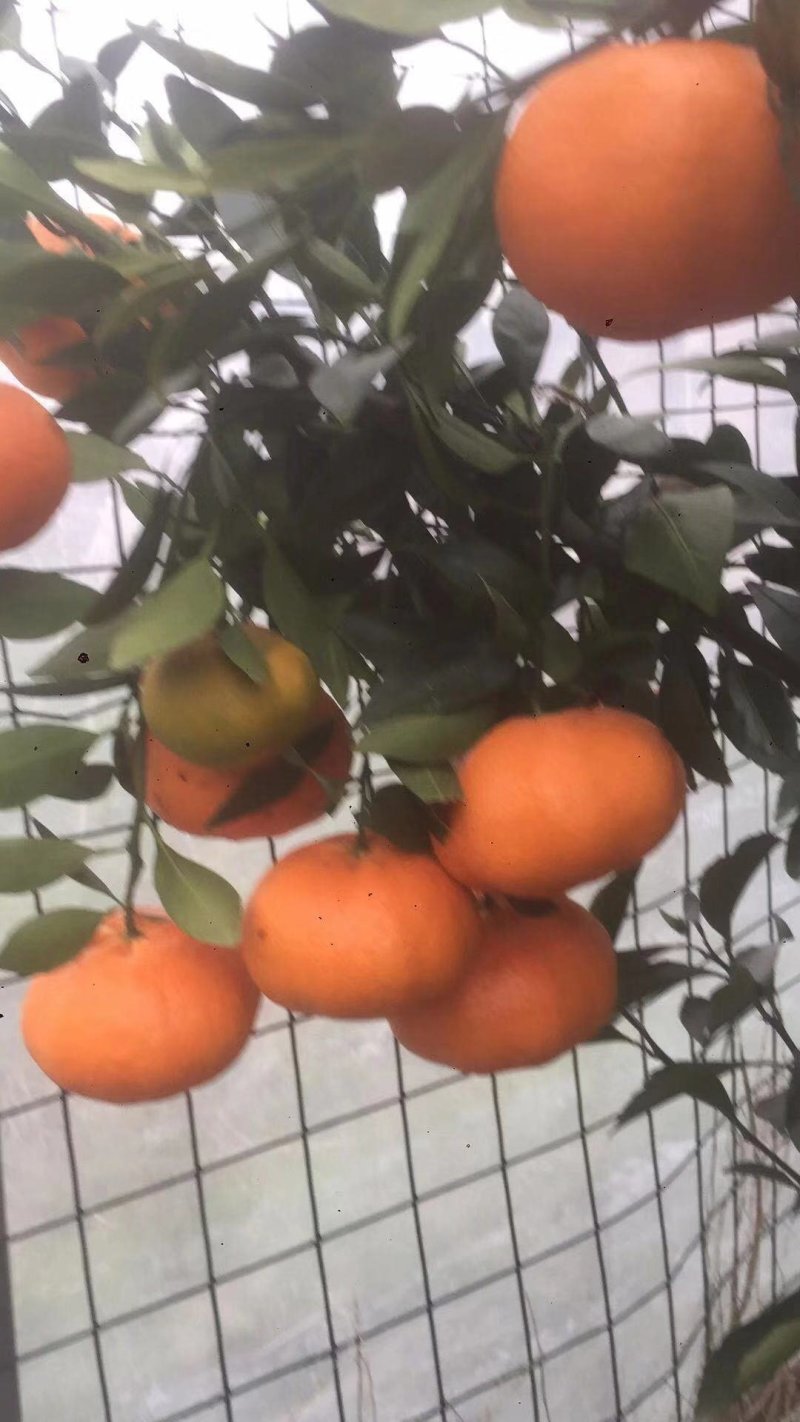 甘平枝条(产地直供)品质好保成活一手货源量大从优