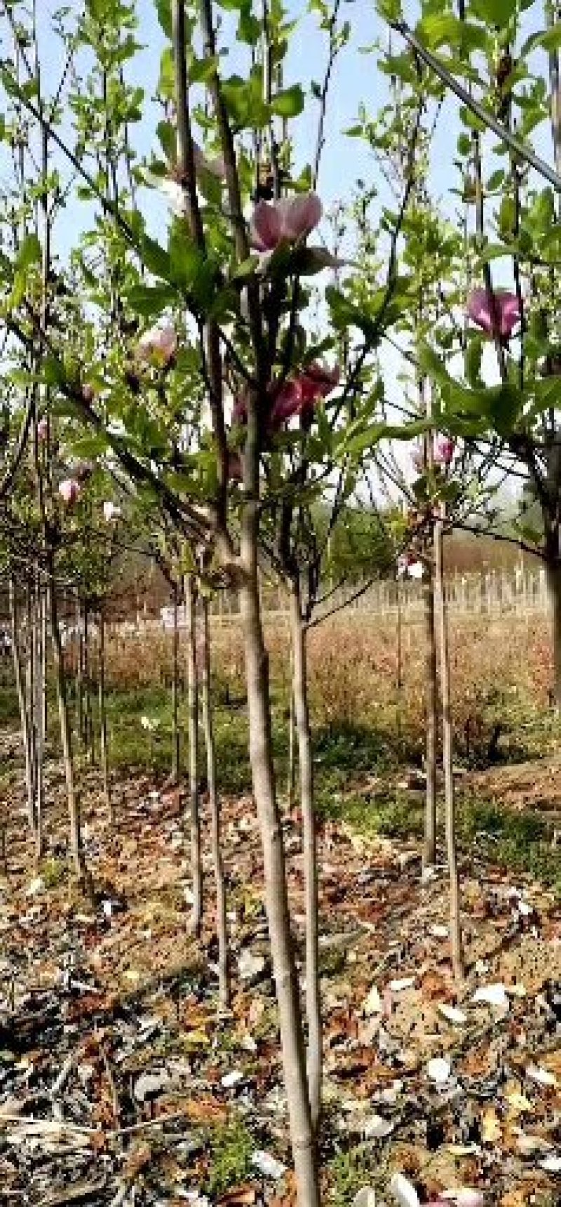 红玉兰