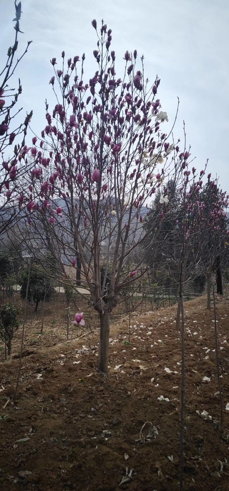 红玉兰