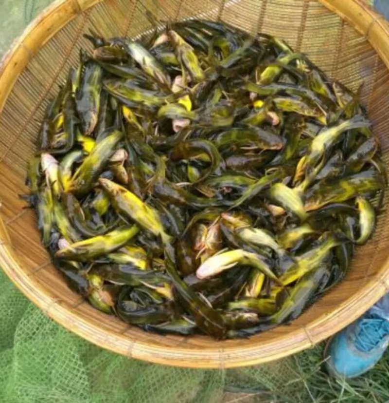 黄颡苗及各种规格，随时有货，耐运输存活率高