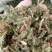伸筋草无硫熏新鲜干货泡茶泡脚一公斤起发货