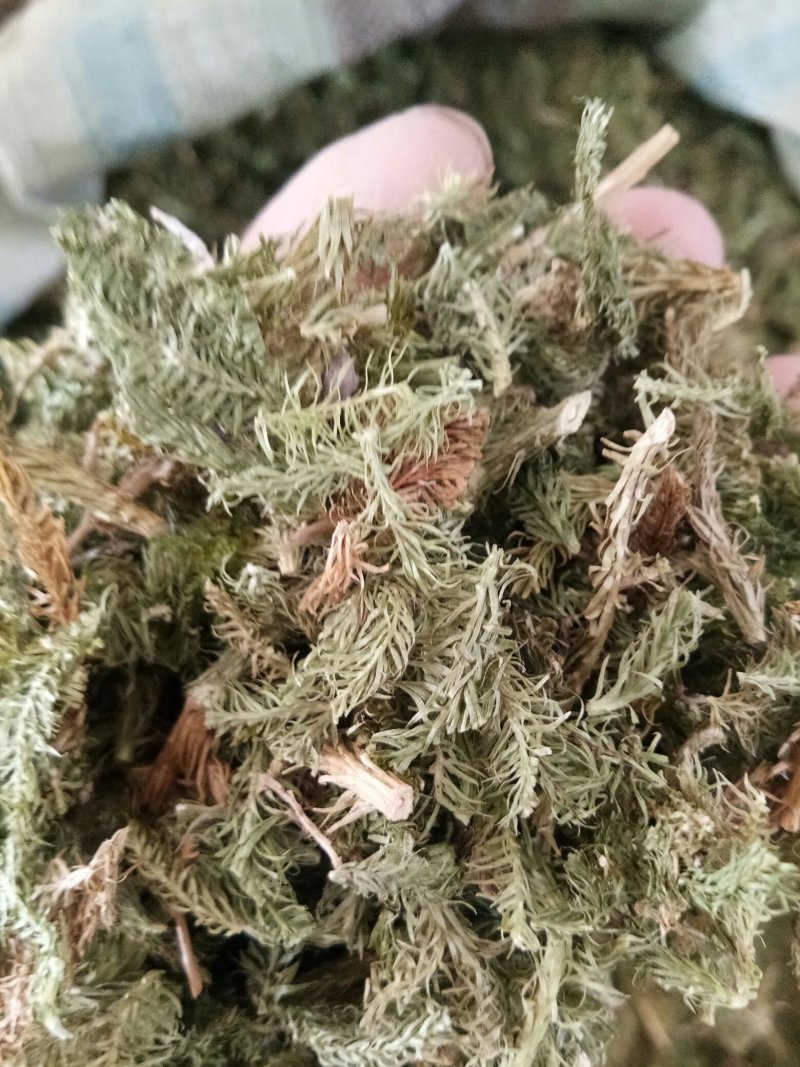 伸筋草无硫熏新鲜干货泡茶泡脚一公斤起发货