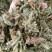 伸筋草无硫熏新鲜干货泡茶泡脚一公斤起发货