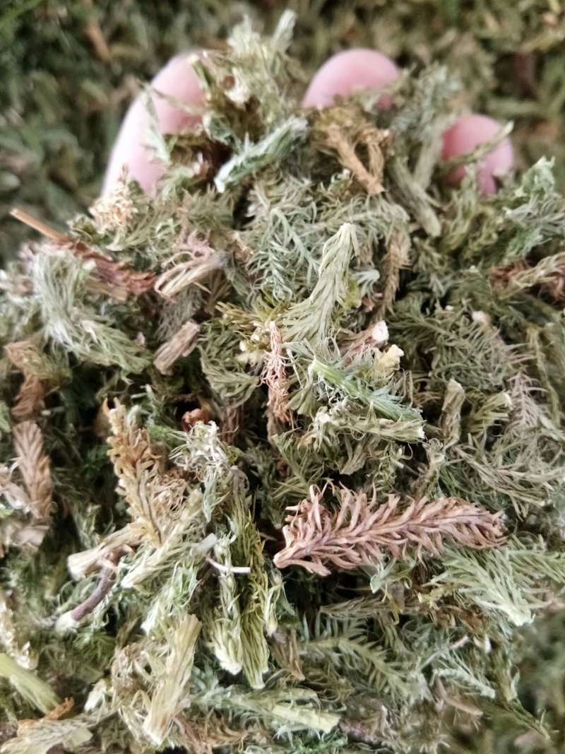 伸筋草无硫熏新鲜干货泡茶泡脚一公斤起发货