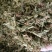 伸筋草无硫熏新鲜干货泡茶泡脚一公斤起发货